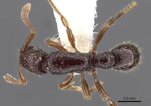 Stictoponera polytreta specimen CASENT0900592 image casent0900592_1