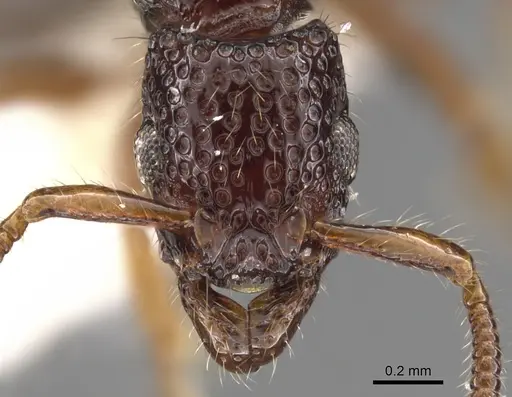 Stictoponera polytreta specimen CASENT0900592 image casent0900592_2