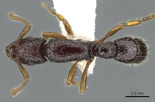 Stictoponera polytreta specimen CASENT0911166 image casent0911166_1
