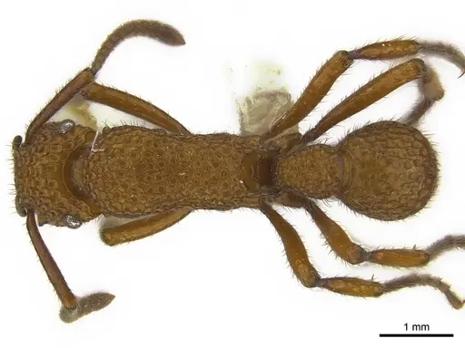 Stictoponera posteropsis specimen CASENT0179959 image casent0179959_1