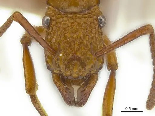 Stictoponera posteropsis specimen CASENT0179959 image casent0179959_2