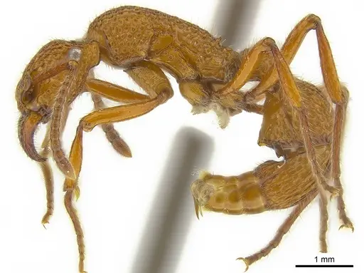 Stictoponera posteropsis specimen CASENT0179959 image casent0179959_3