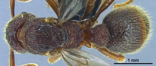 Stictoponera quadrutinodules specimen ANTWEB1033000 image antweb1033000_1