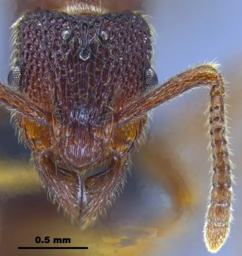 Stictoponera quadrutinodules specimen ANTWEB1033000 image antweb1033000_2