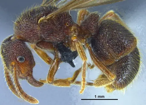 Stictoponera quadrutinodules specimen ANTWEB1033000 image antweb1033000_3