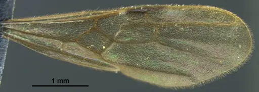 Stictoponera quadrutinodules specimen ANTWEB1033000 image antweb1033000_4