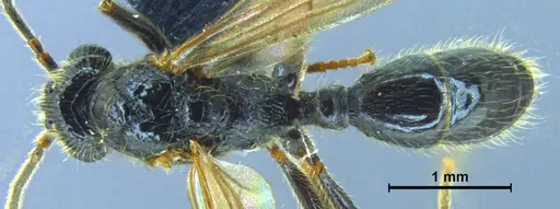 Stictoponera quadrutinodules specimen ANTWEB1033001 image antweb1033001_1