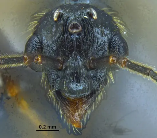 Stictoponera quadrutinodules specimen ANTWEB1033001 image antweb1033001_2
