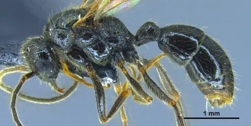 Stictoponera quadrutinodules specimen ANTWEB1033001 image antweb1033001_3