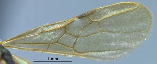 Stictoponera quadrutinodules specimen ANTWEB1033001 image antweb1033001_4