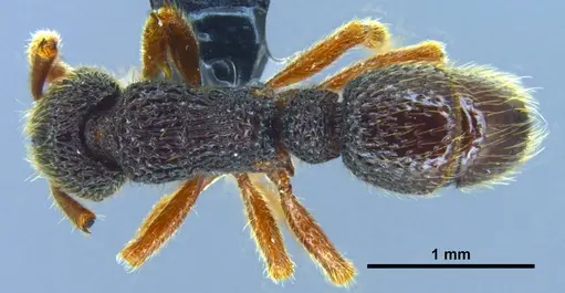Stictoponera quadrutinodules specimen GXNU120081 image gxnu120081_1