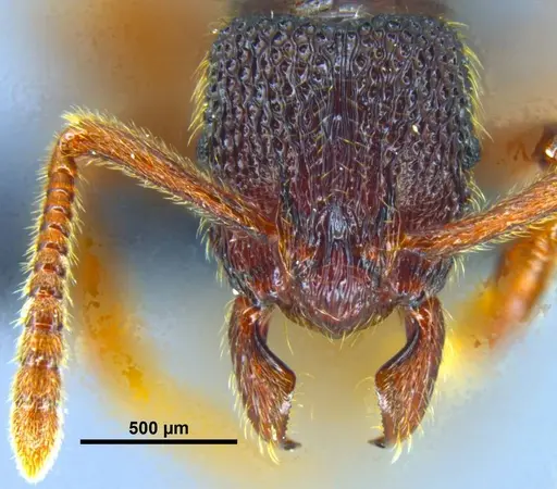 Stictoponera quadrutinodules specimen GXNU120081 image gxnu120081_2