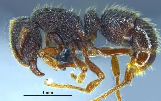 Stictoponera quadrutinodules specimen GXNU120081 image gxnu120081_3