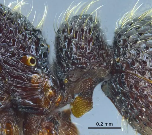 Stictoponera quadrutinodules specimen GXNU120081 image gxnu120081_4