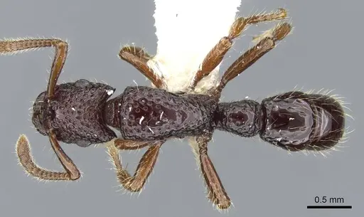 Stictoponera rugodens specimen CASENT0911167 image casent0911167_1