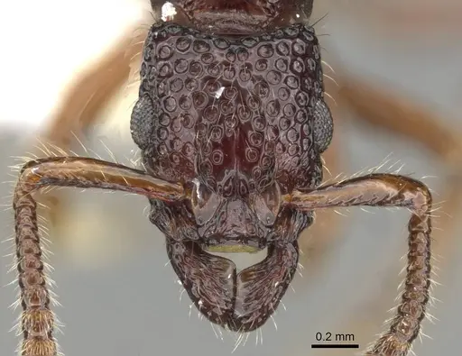 Stictoponera rugodens specimen CASENT0911167 image casent0911167_2