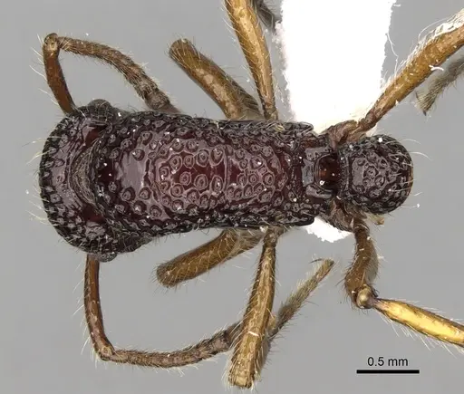 Stictoponera scalpta specimen CASENT0281845 image casent0281845_1