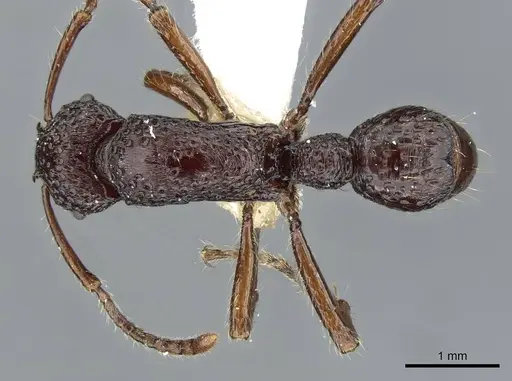 Stictoponera scalpta specimen CASENT0911168 image casent0911168_1