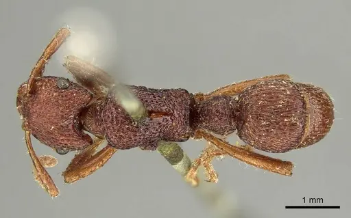 Stictoponera sinhala specimen CASENT0915911 image casent0915911_1