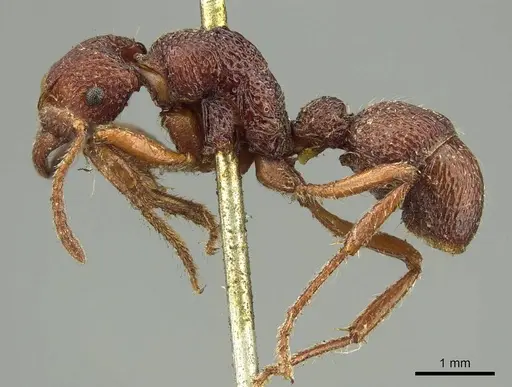 Stictoponera sinhala specimen CASENT0915911 image casent0915911_3