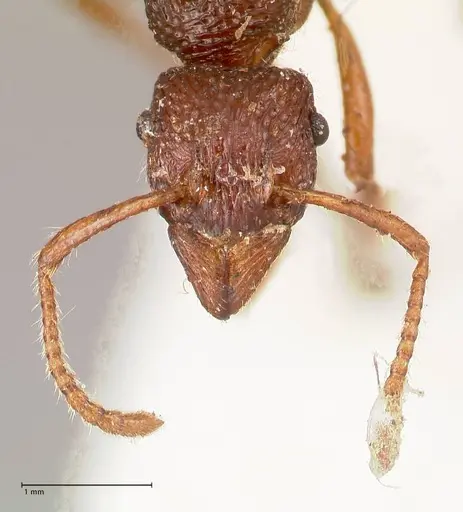 Stictoponera sinhala specimen FOCOL0873 image focol0873_2