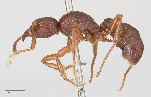 Stictoponera sinhala specimen FOCOL0873 image focol0873_3