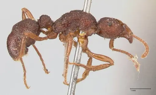 Stictoponera sinhala specimen FOCOL0873 image focol0873_4