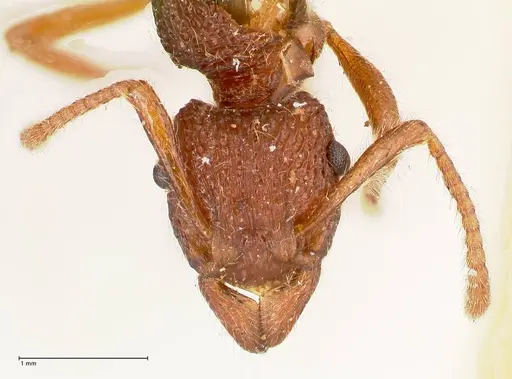 Stictoponera sinhala specimen FOCOL0874 image focol0874_2
