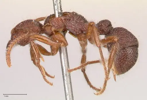 Stictoponera sinhala specimen FOCOL0874 image focol0874_3