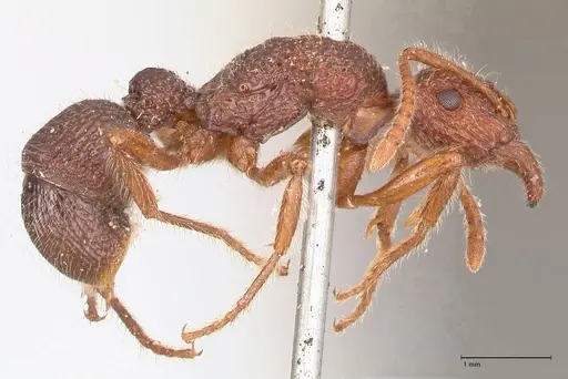 Stictoponera sinhala specimen FOCOL0874 image focol0874_4