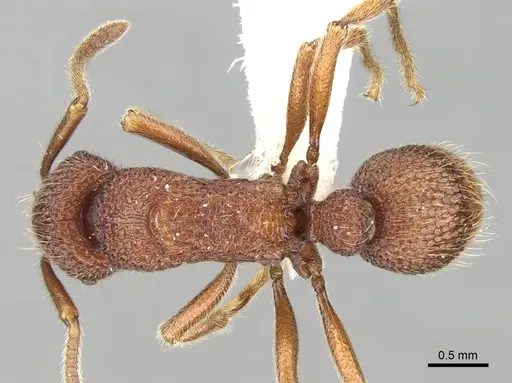 Stictoponera taivanensis specimen CASENT0281848 image casent0281848_1