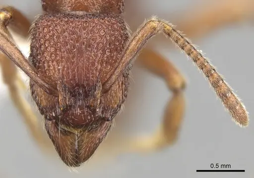 Stictoponera taivanensis specimen CASENT0281848 image casent0281848_2