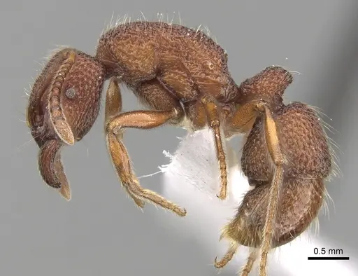 Stictoponera taivanensis specimen CASENT0281848 image casent0281848_3