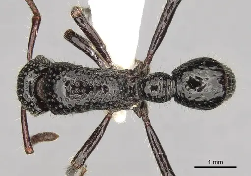 Stictoponera toronates specimen CASENT0281846 image casent0281846_1