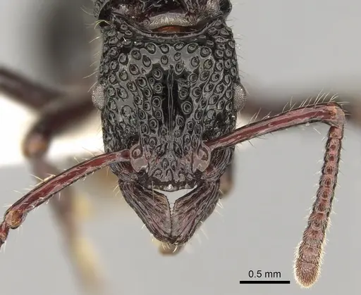 Stictoponera toronates specimen CASENT0281846 image casent0281846_2