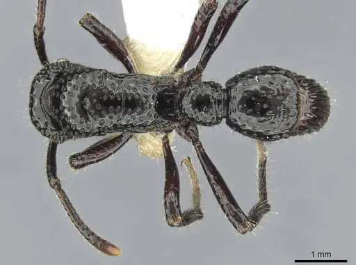 Stictoponera toronates specimen CASENT0911169 image casent0911169_1