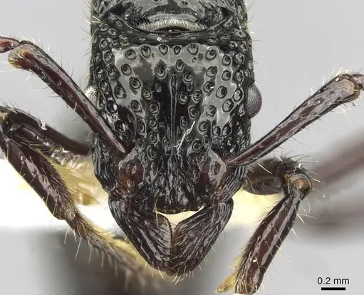 Stictoponera toronates specimen CASENT0911169 image casent0911169_2