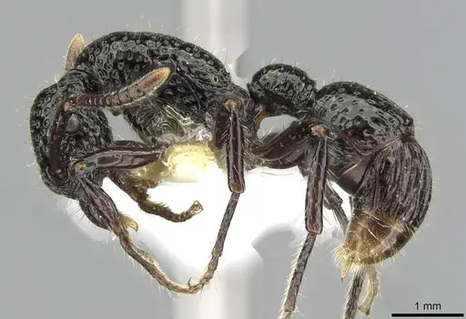 Stictoponera toronates specimen CASENT0911169 image casent0911169_3
