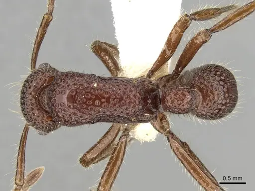 Stictoponera treta specimen CASENT0281847 image casent0281847_1