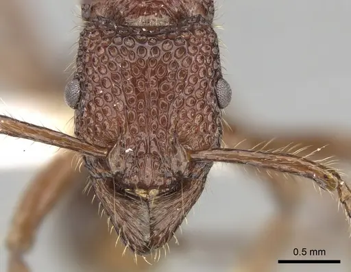 Stictoponera treta specimen CASENT0281847 image casent0281847_2