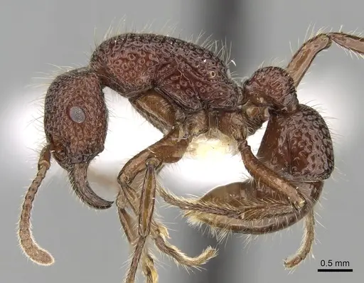 Stictoponera treta specimen CASENT0281847 image casent0281847_3