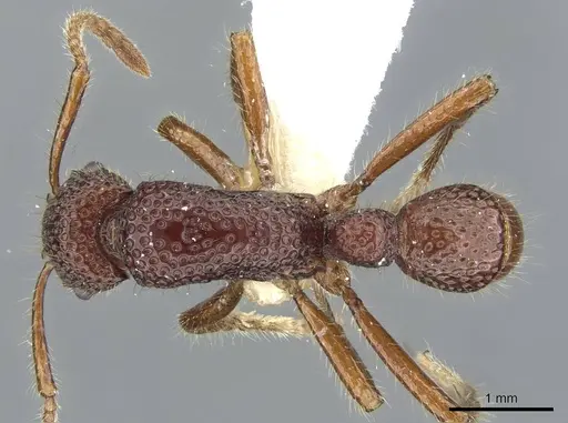 Stictoponera treta specimen CASENT0911170 image casent0911170_1