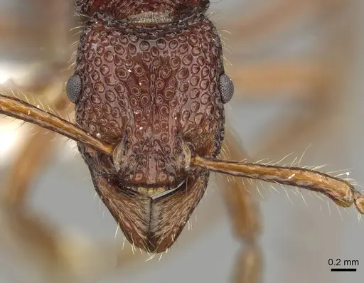 Stictoponera treta specimen CASENT0911170 image casent0911170_2