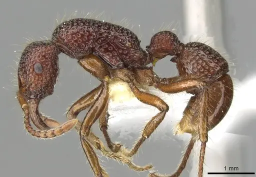Stictoponera treta specimen CASENT0911170 image casent0911170_3