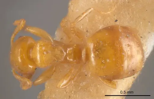 Stigmacros acuta specimen ANTWEB1008326 image antweb1008326_1