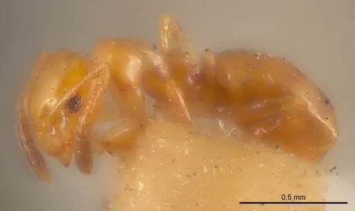 Stigmacros acuta specimen ANTWEB1008326 image antweb1008326_2