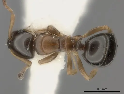 Stigmacros aemula specimen CASENT0217812 image casent0217812_1