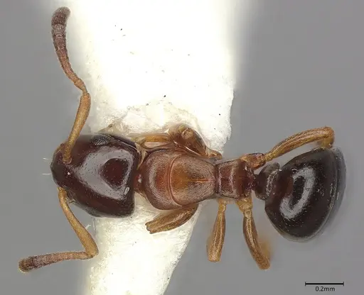 Stigmacros aemula specimen CASENT0217812 image casent0217812_2