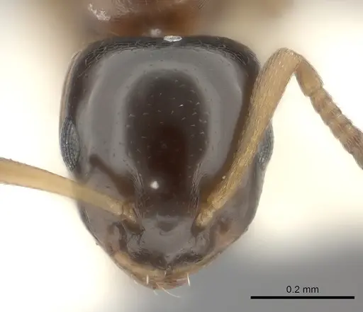 Stigmacros aemula specimen CASENT0217812 image casent0217812_3