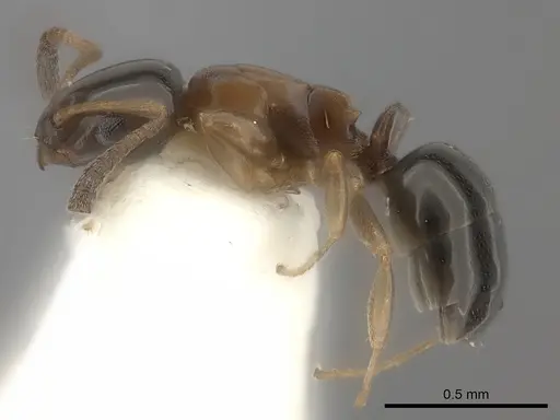 Stigmacros aemula specimen CASENT0217812 image casent0217812_5